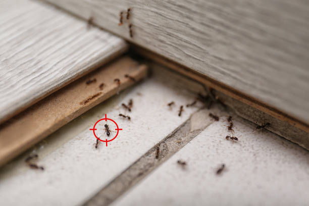Flea Control Services in Gresham Park, GA